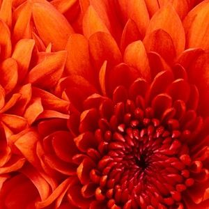 Meet your Posher, Jean